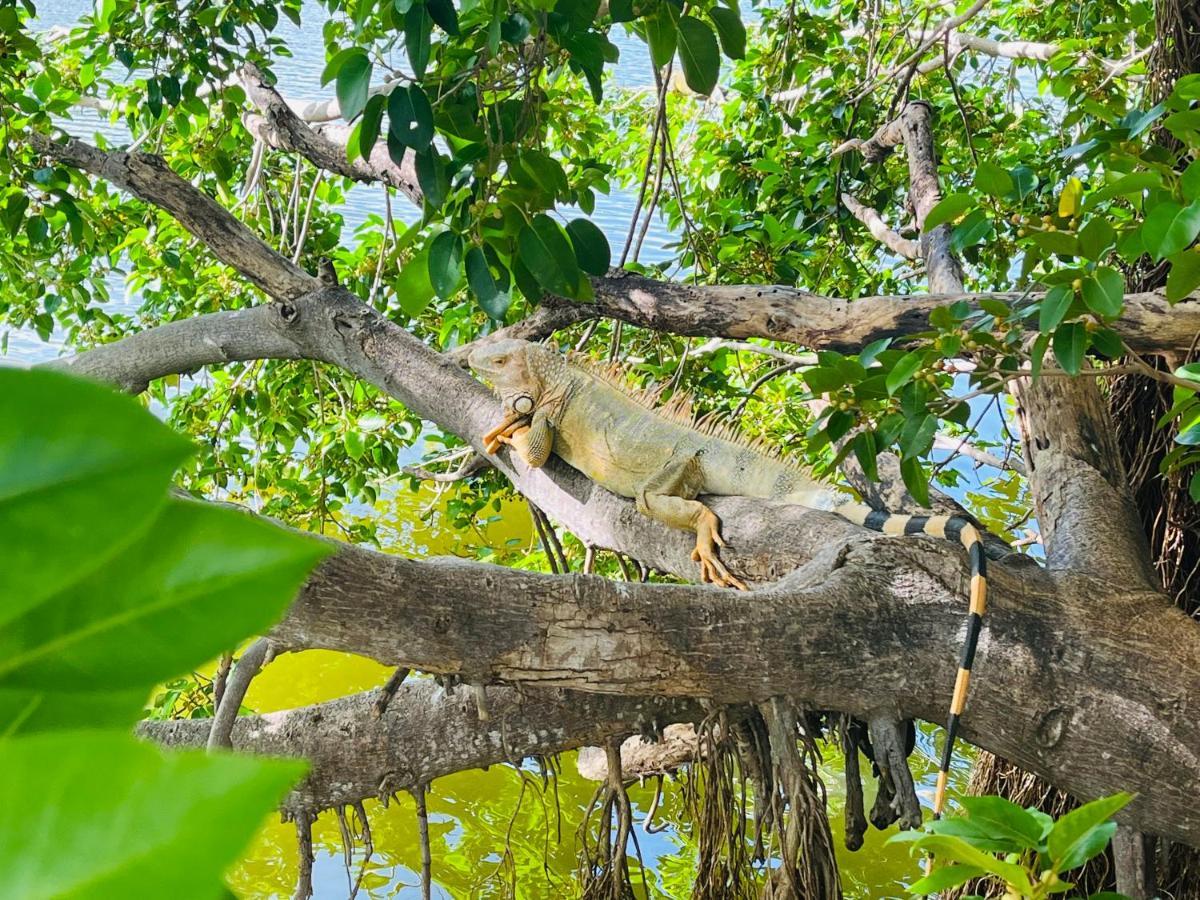 Anse MarcelEscale Caraibes公寓 外观 照片